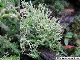 Attēlu rezultāti vaicājumam “Cladonia ramulosa”