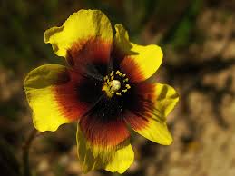 Attēlu rezultāti vaicājumam “Cistaceae”