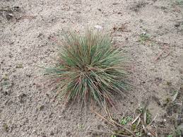 Attēlu rezultāti vaicājumam “Corynephorus canescens fruit”