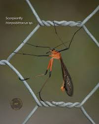 Attēlu rezultāti vaicājumam “Aphrophoridae nymph”