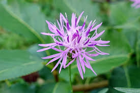 Attēlu rezultāti vaicājumam “Centaurea stoebe flower”