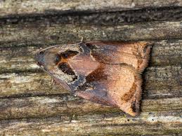 Attēlu rezultāti vaicājumam “Archips podana”