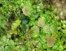 Attēlu rezultāti vaicājumam “Rhynchostegiella tenella macro”