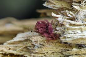 Attēlu rezultāti vaicājumam “Arcyria imperialis macro”