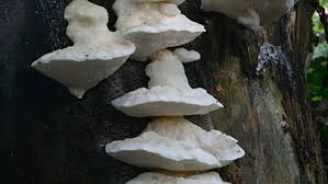 Attēlu rezultāti vaicājumam “Postia stiptica”