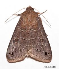 Attēlu rezultāti vaicājumam “Badhamiopsis macrospora sessile”