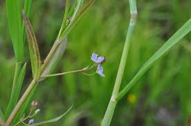 Attēlu rezultāti vaicājumam “Veronica scutellata flower”