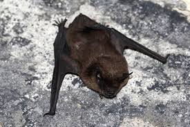 Attēlu rezultāti vaicājumam “Eptesicus serotinus”