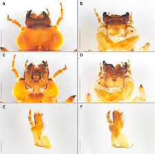 Attēlu rezultāti vaicājumam “Pyrochroa coccinea”