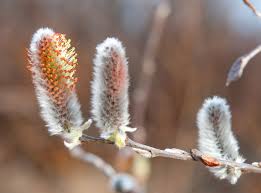 Attēlu rezultāti vaicājumam “Salix lapponum”