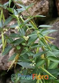 Attēlu rezultāti vaicājumam “Vincetoxicum hirundinaria fruit”