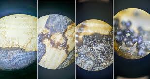 Attēlu rezultāti vaicājumam “Physarum viride var. aurantium stalked”