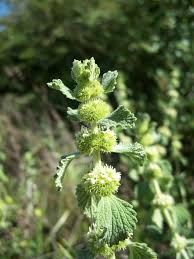 Image result for Marrubium vulgare