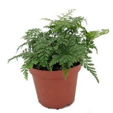 Image result for Artemisia gmelinii