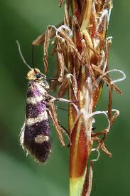 Attēlu rezultāti vaicājumam “Micropterix aureatella”