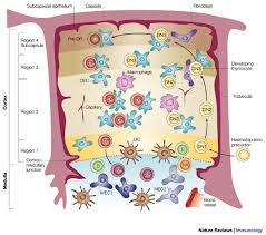 Image result for Thymus