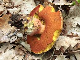 Attēlu rezultāti vaicājumam “Sutorius luridiformis”