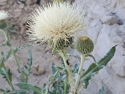 Attēlu rezultāti vaicājumam “Cirsium x rigens leaf”