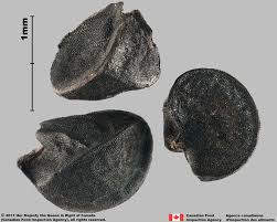 Attēlu rezultāti vaicājumam “Allium cepa”