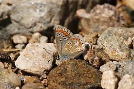 Attēlu rezultāti vaicājumam “Aricia artaxerxes”