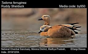 Attēlu rezultāti vaicājumam “Tadorna tadorna juvenile”