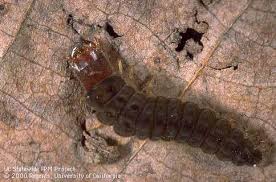 Attēlu rezultāti vaicājumam “Cantharidae”