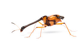 Attēlu rezultāti vaicājumam “Staphylinidae”