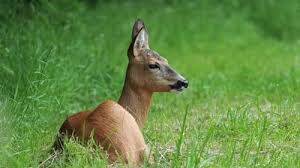 Attēlu rezultāti vaicājumam “Capreolus capreolus”