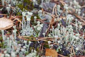 Attēlu rezultāti vaicājumam “Cladonia deformis”