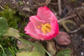 Attēlu rezultāti vaicājumam “Podophyllum hexandrum flower”