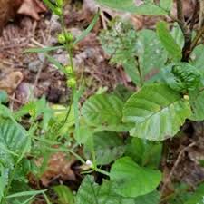 Attēlu rezultāti vaicājumam “Orobanchaceae”