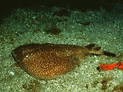 Image result for Torpedo marmorata