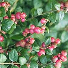 Attēlu rezultāti vaicājumam “Symphoricarpos x chenaultii”