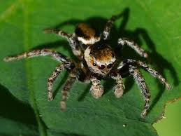 Attēlu rezultāti vaicājumam “Evarcha falcata male”