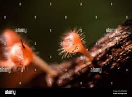 Attēlu rezultāti vaicājumam “Ascomycota”