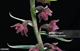 Attēlu rezultāti vaicājumam “Epipactis atrorubens flower”