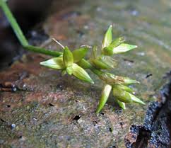 Attēlu rezultāti vaicājumam “Carex loliacea”