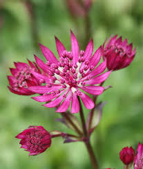Attēlu rezultāti vaicājumam “Astrantia major fruit”