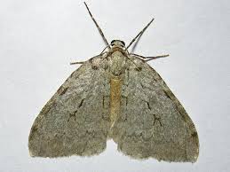 Attēlu rezultāti vaicājumam “Epirrita sp.”