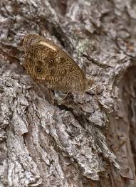 Attēlu rezultāti vaicājumam “Closterotomus biclavatus nymph”