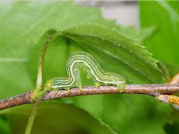 Attēlu rezultāti vaicājumam “Archiearis parthenias”