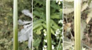 Attēlu rezultāti vaicājumam “Galium album bud”