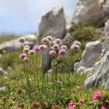 Attēlu rezultāti vaicājumam “Armeria vulgaris bud”
