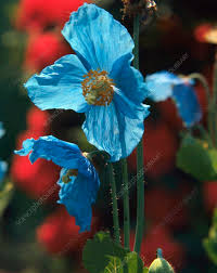 Image result for Meconopsis betonicifolia