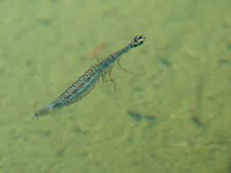 Attēlu rezultāti vaicājumam “Acilius sulcatus female”