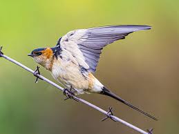 Image result for Cecropis daurica