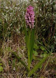 Attēlu rezultāti vaicājumam “Dactylorhiza incarnata leaf”