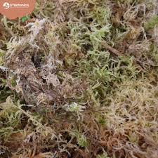 Attēlu rezultāti vaicājumam “Sphagnum molle”
