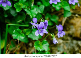 Attēlu rezultāti vaicājumam “Viola canina leaf”