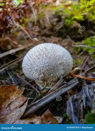 Attēlu rezultāti vaicājumam “Lycoperdon echinatum”